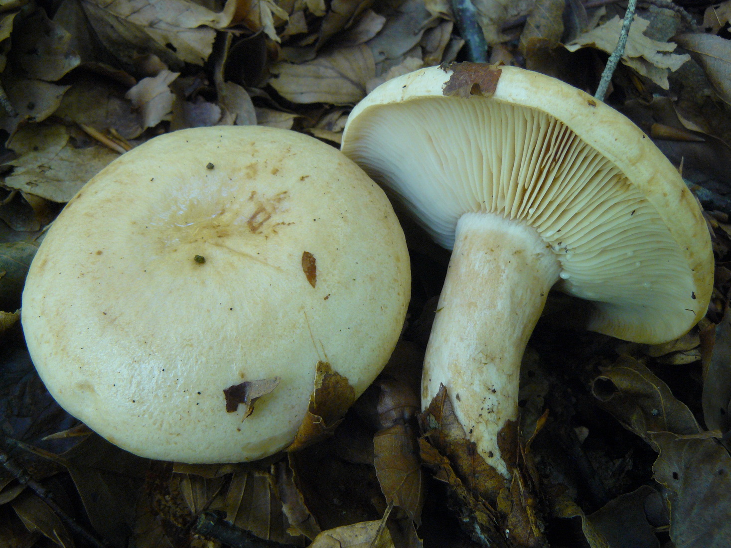 Lactarius pallidus