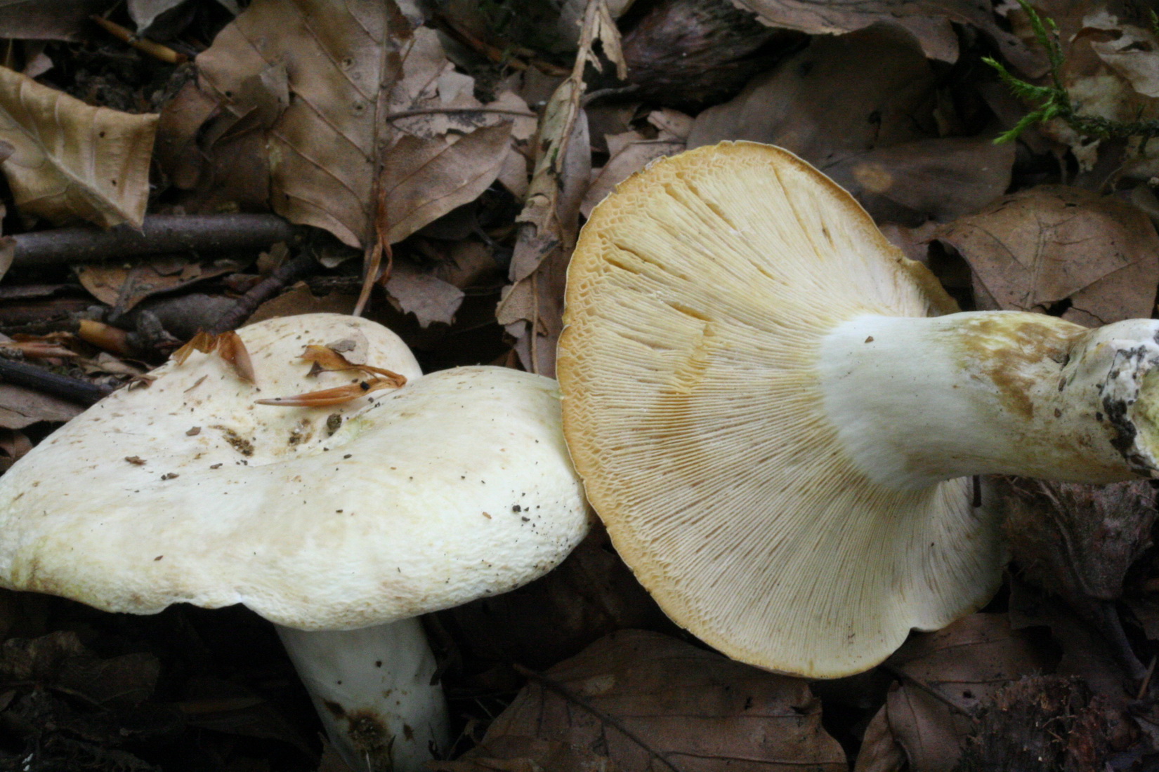 Lactifluus piperatus