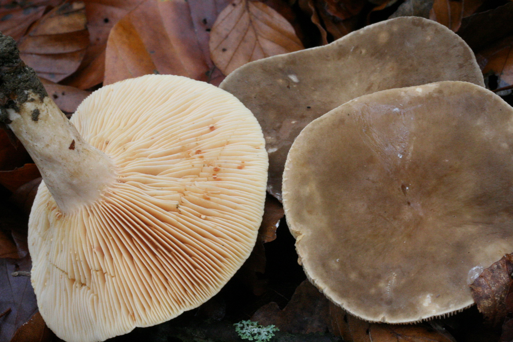 Lactarius pterosporus