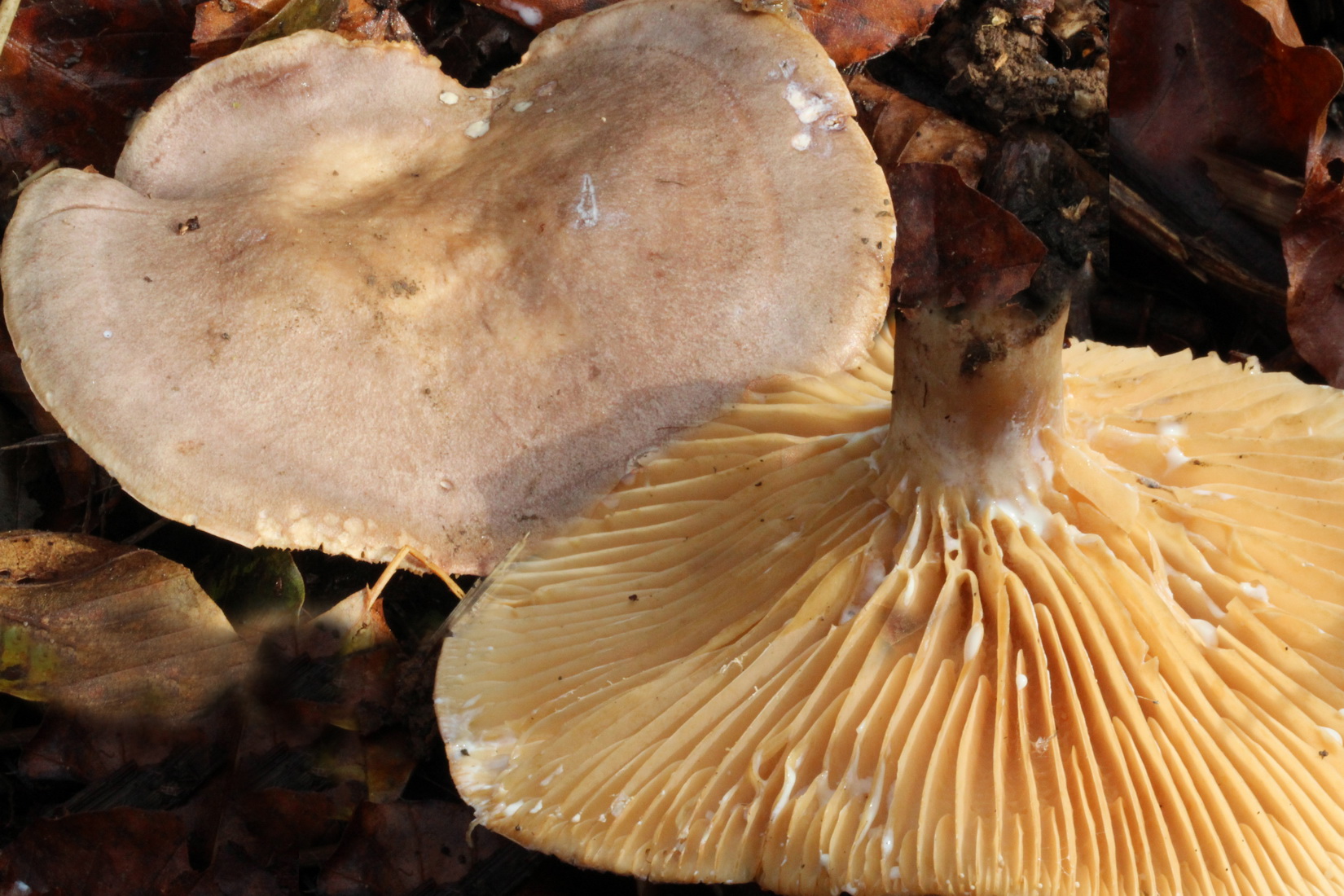 Lactarius pyrogalus