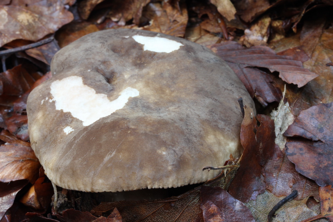 Lactarius romagnesii
