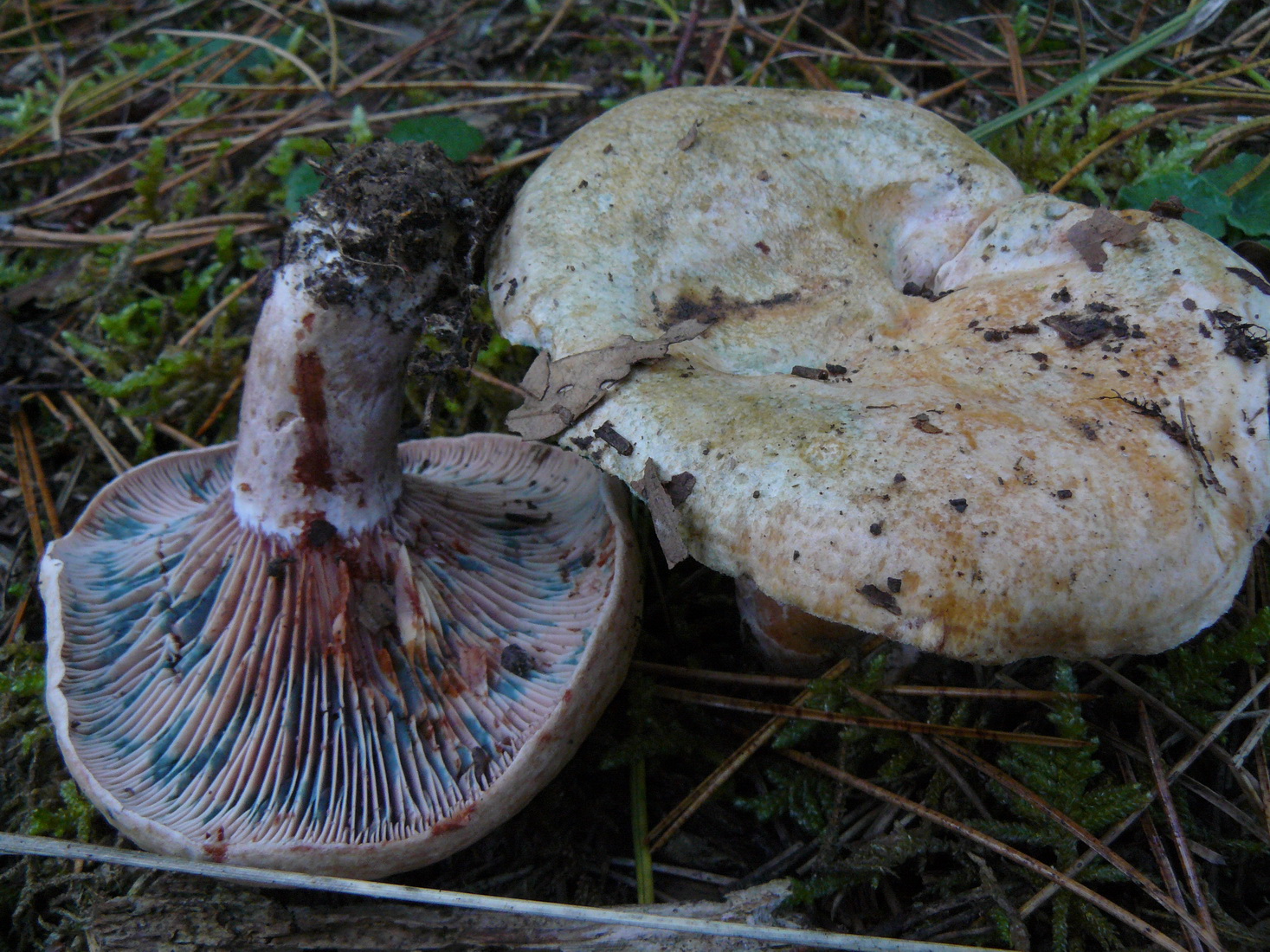 Lactarius sanguifluus