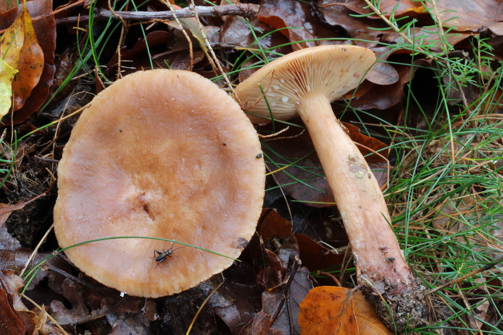 Lactarius subdulcis
