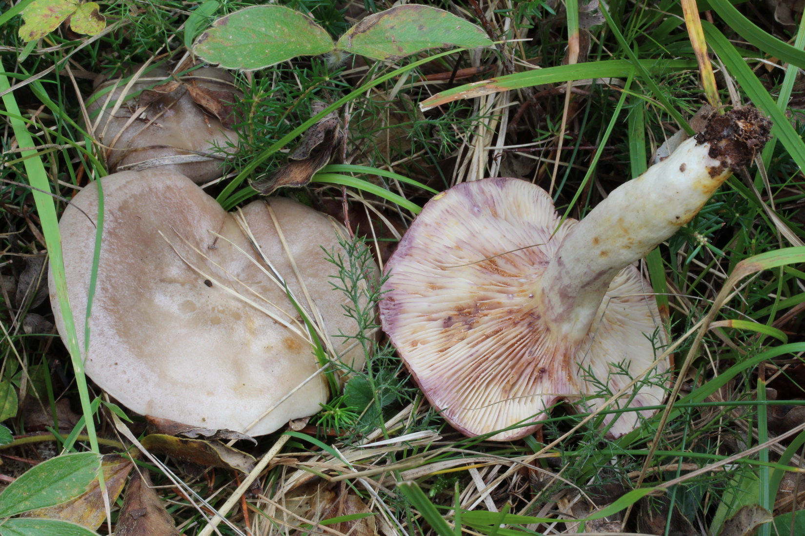 Lactarius uvidus