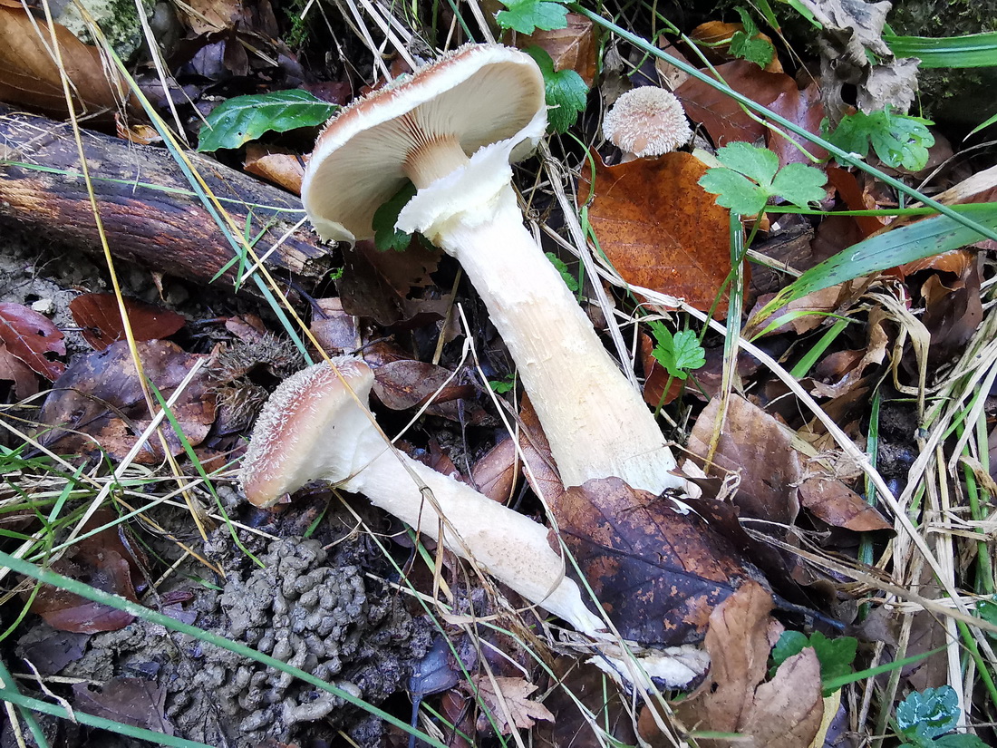 Armillaria ostoyae