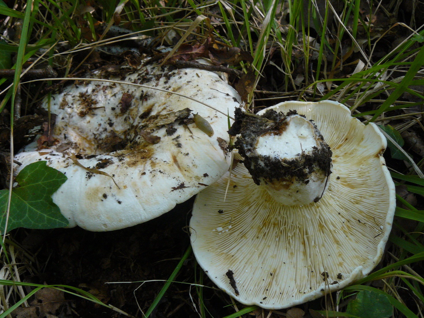 Lactifluus vellereus