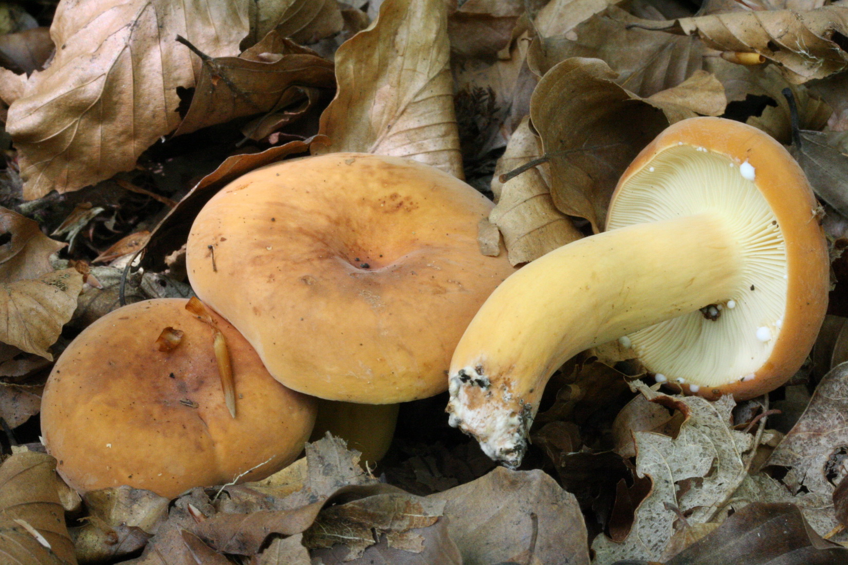 Lactifluus volemus
