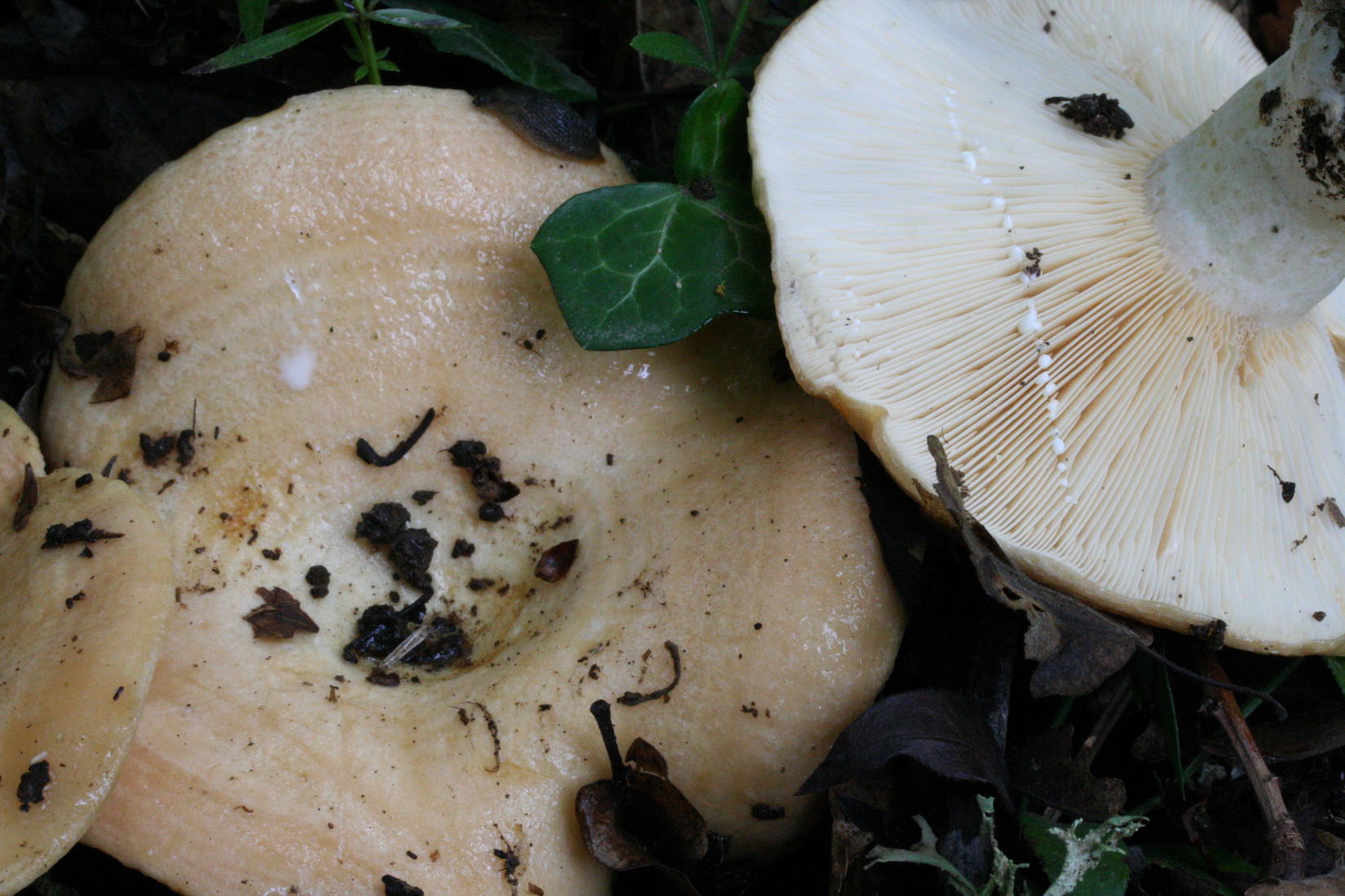 Lactarius zonarius