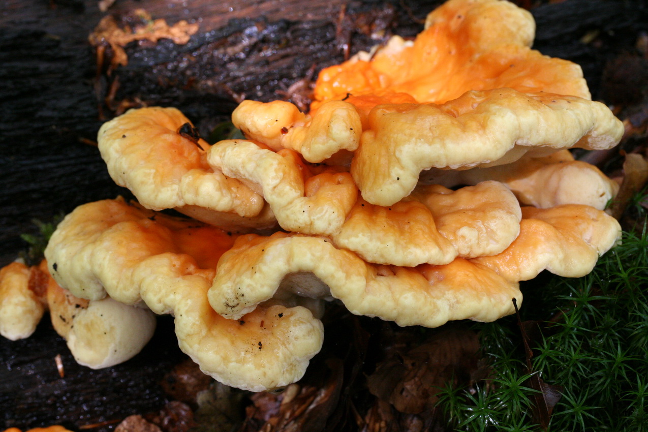 Laetiporus sulphureus
