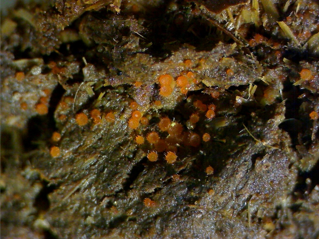 Lasiobolus papillatus