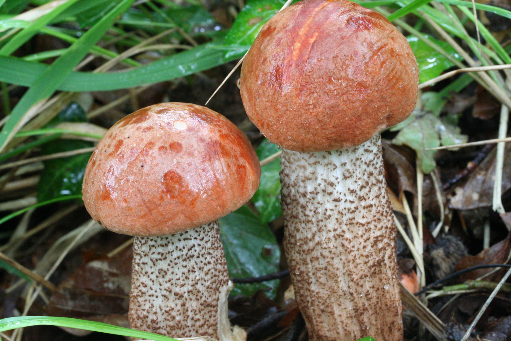 Leccinum aurantiacum