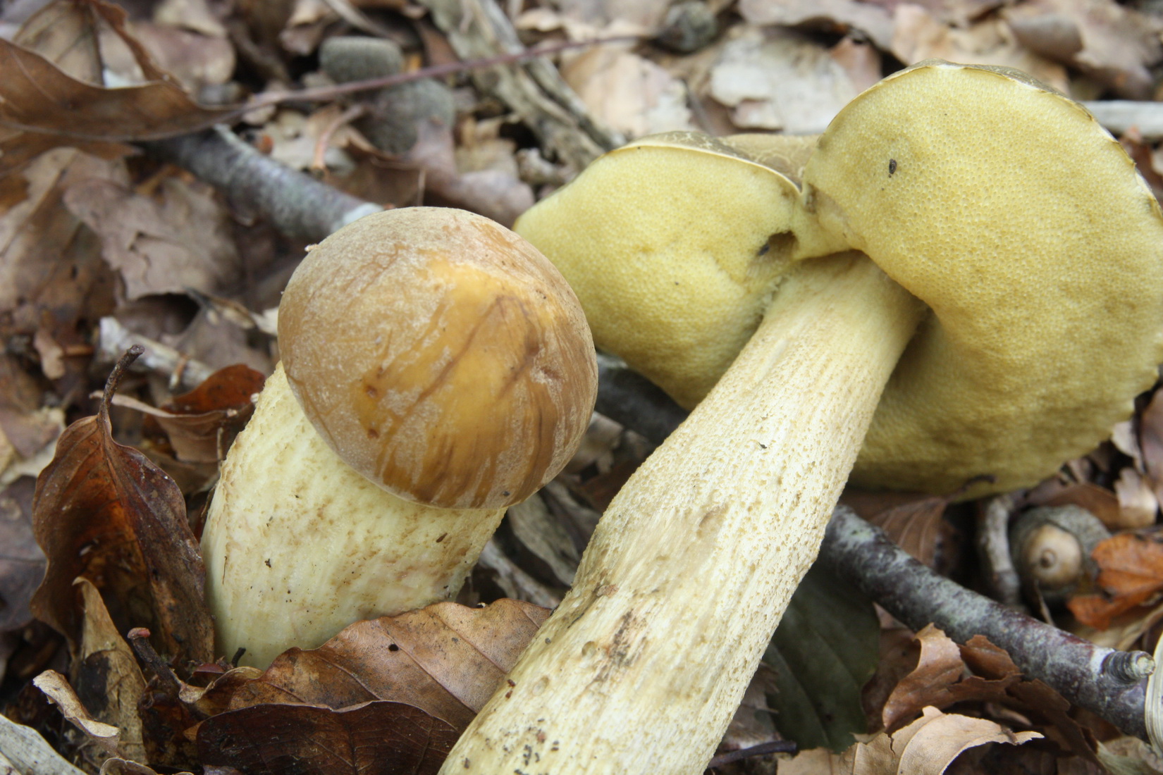 Leccinellum crocipodium