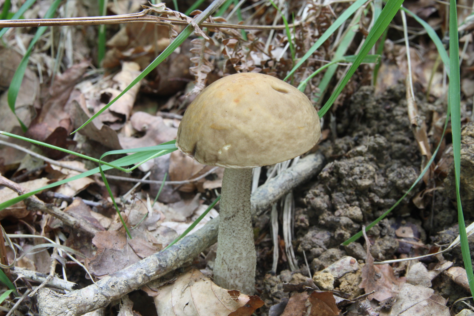 Leccinum pseudoscabrum