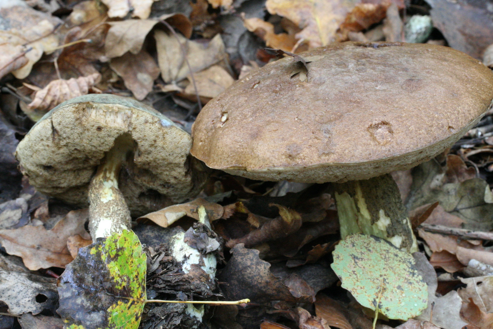 Leccinum variicolor