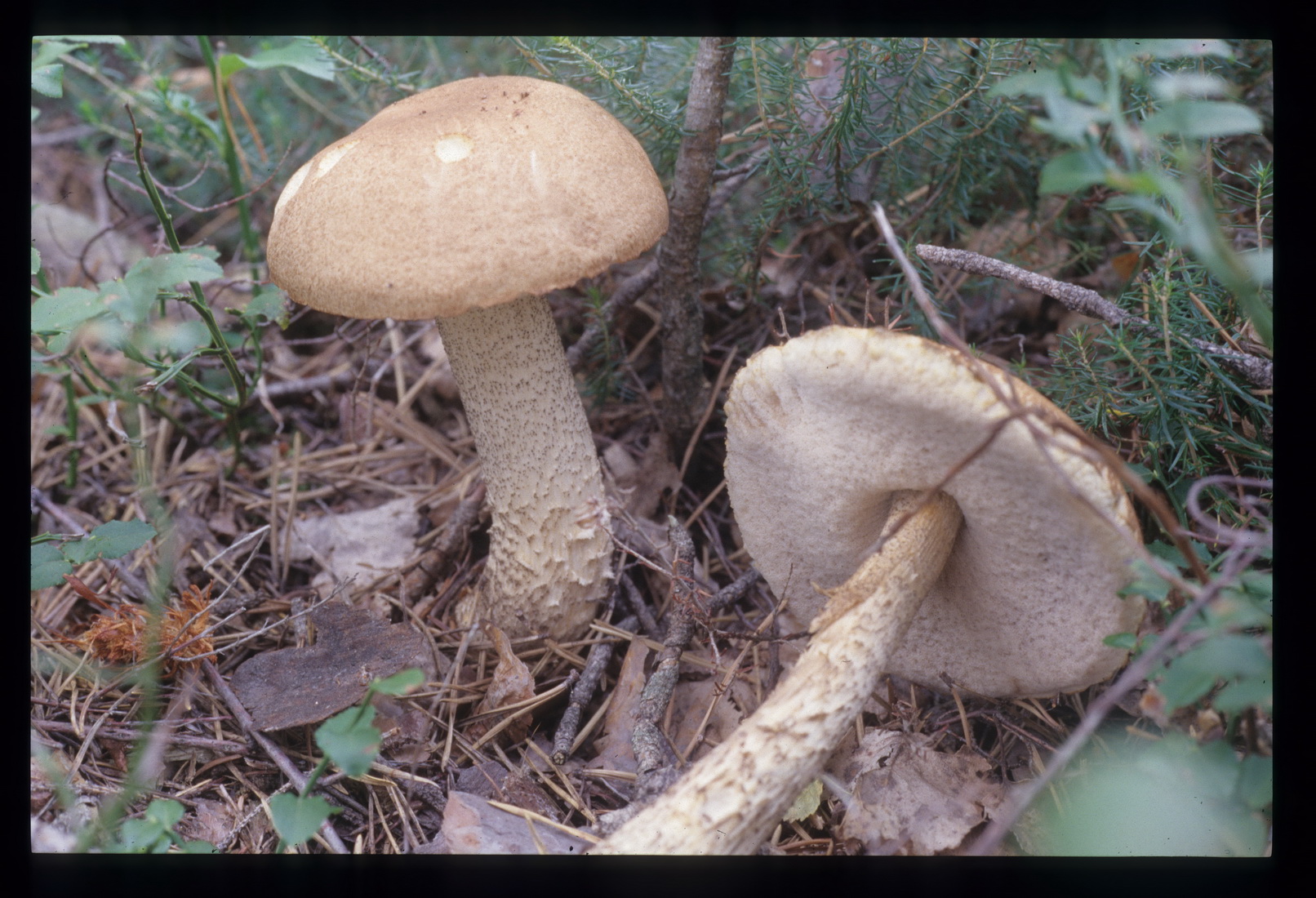 Leccinum scabrum