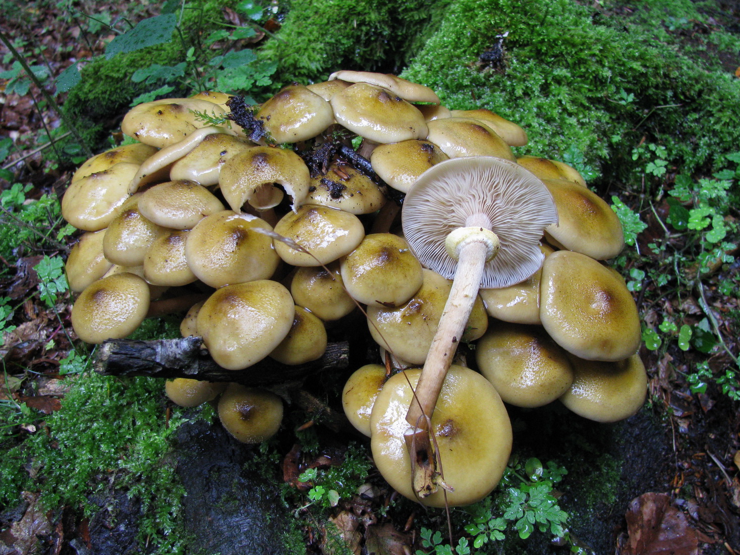 Armillaria mellea