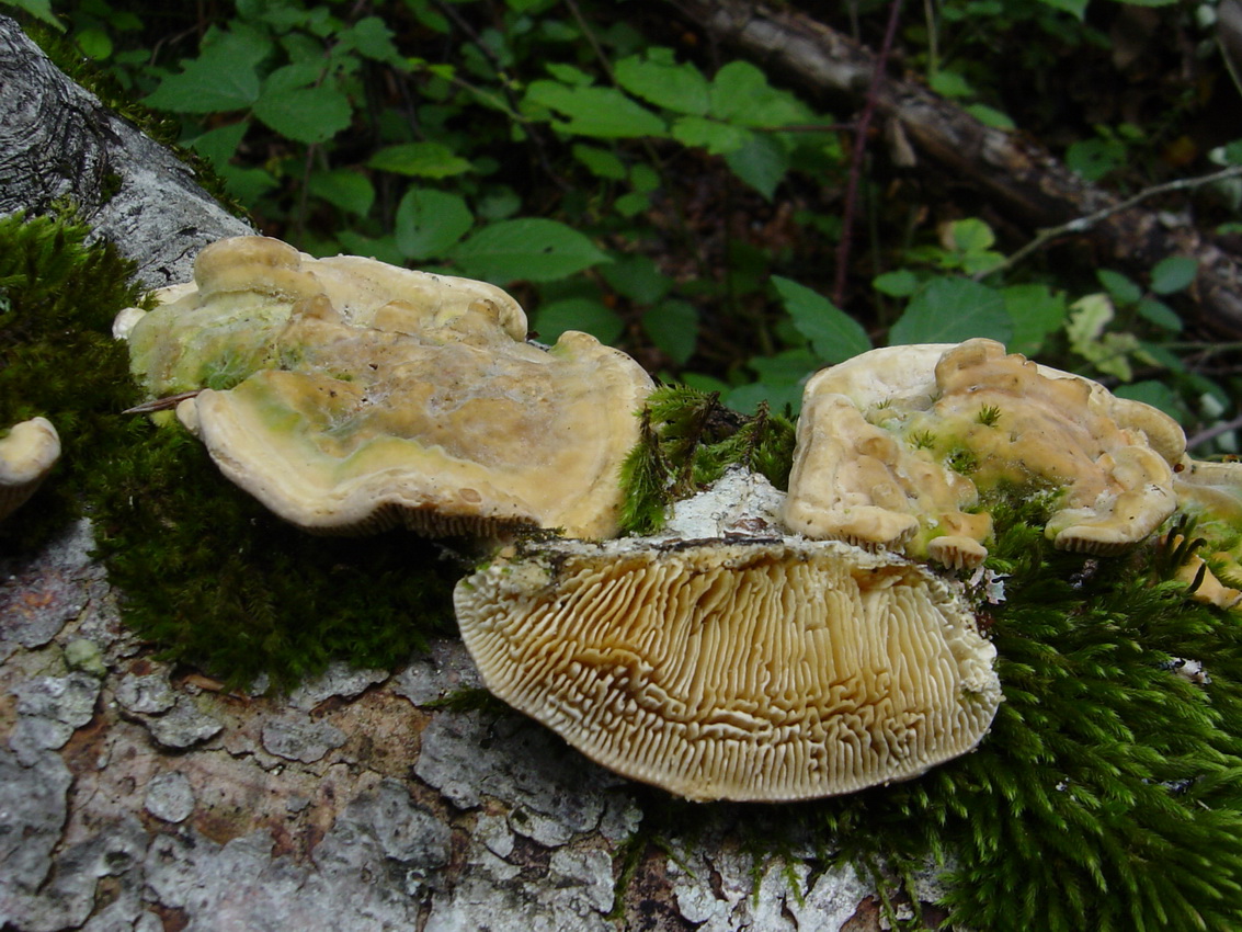 Lenzites betulina