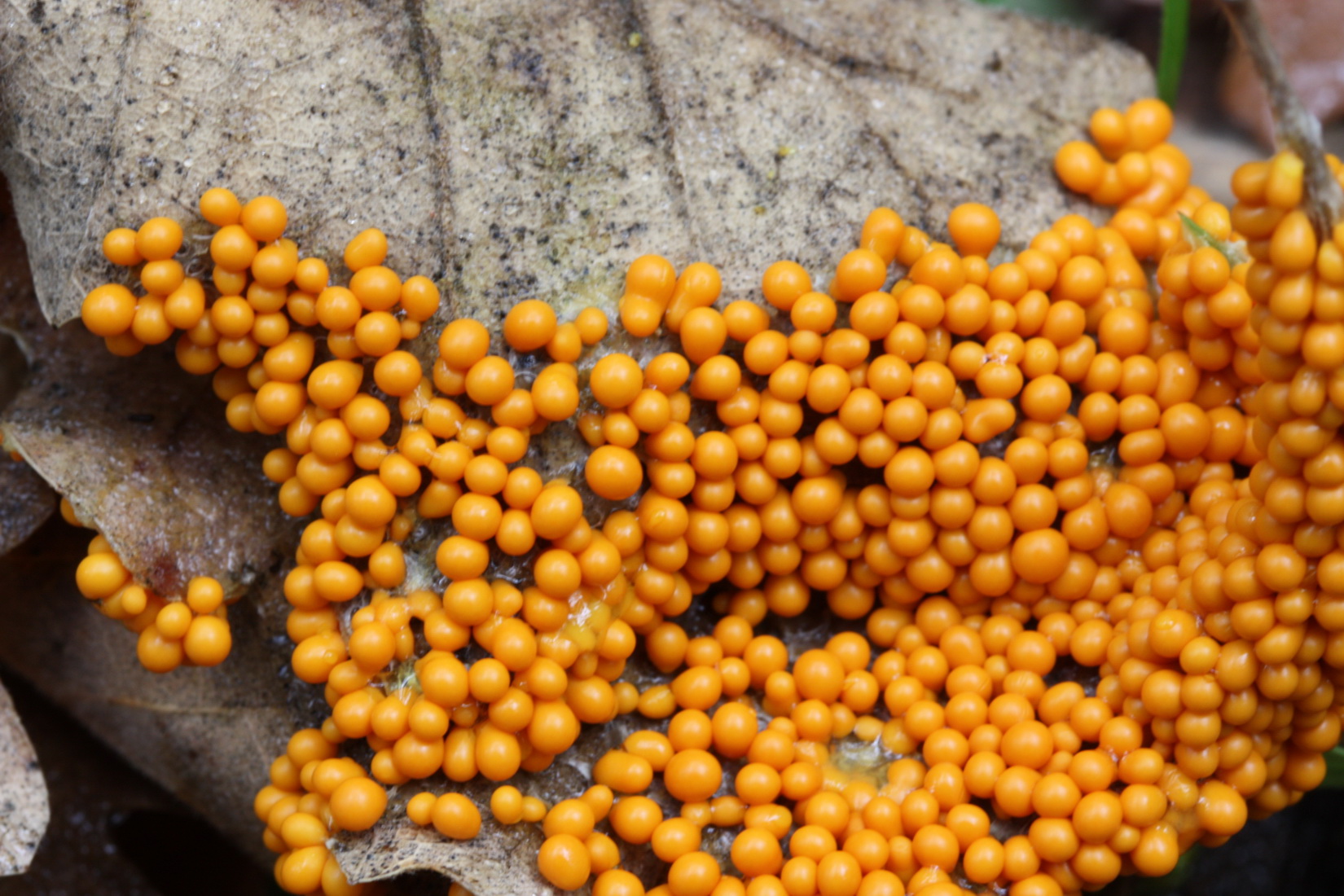 Leocarpus fragilis