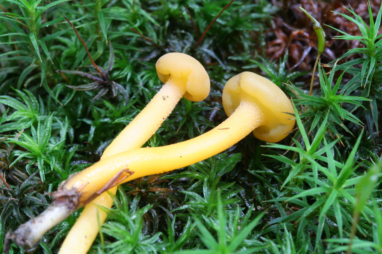 Leotia lubrica