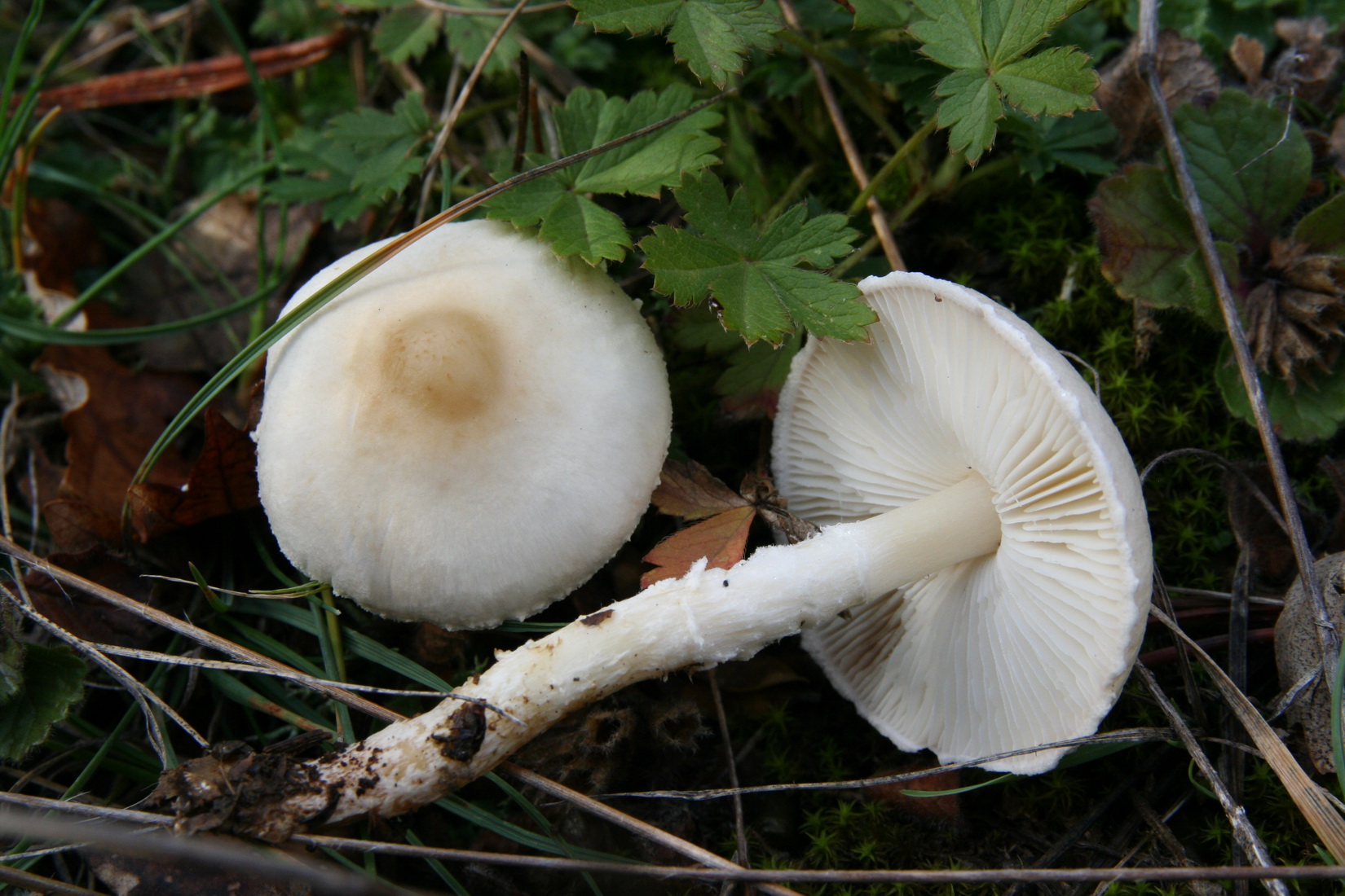 Lepiota erminea