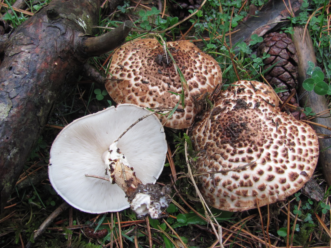 Echinoderma asperum