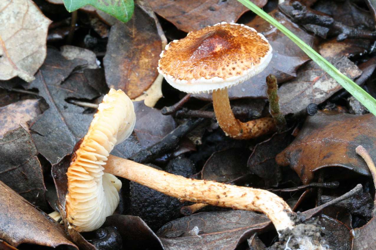 Lepiota castanea