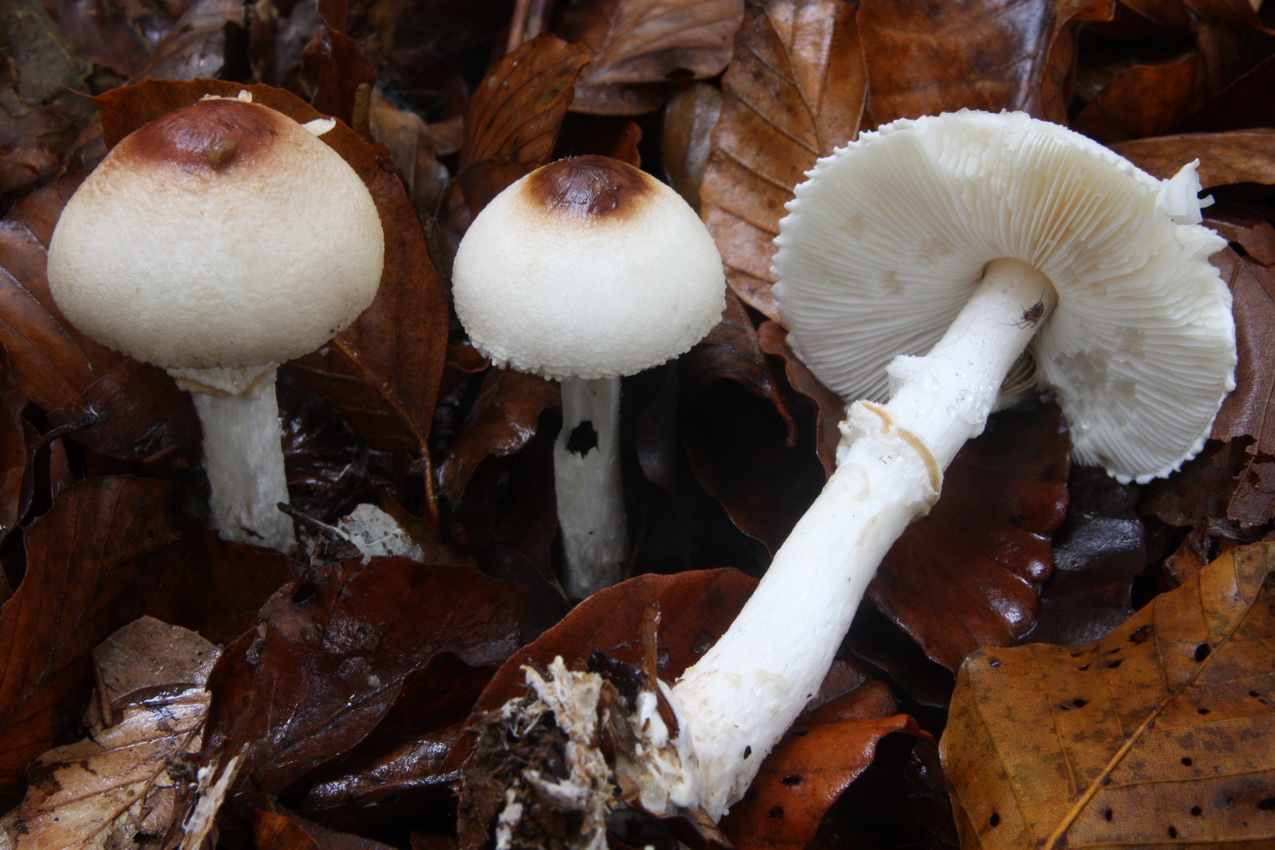 Lepiota clypeolaria