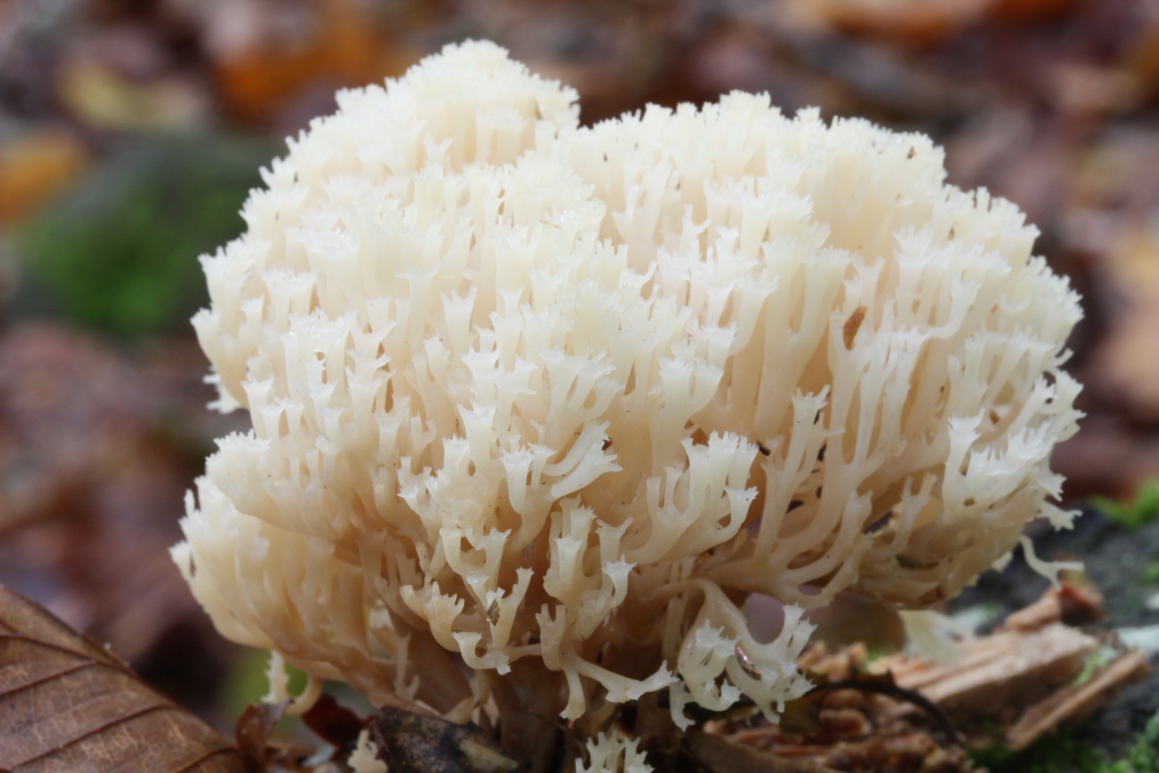 Artomyces pyxidatus