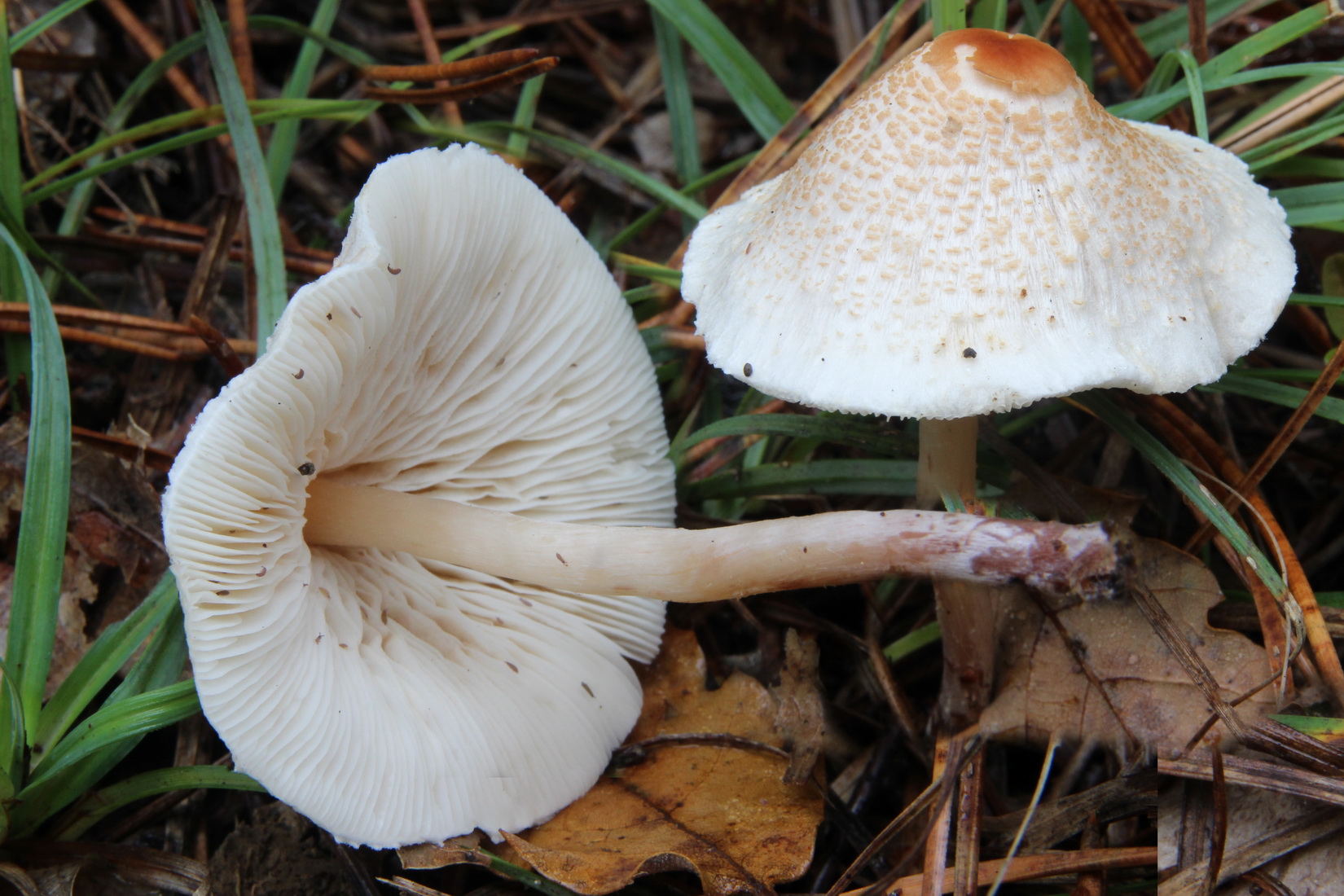 Lepiota cristata