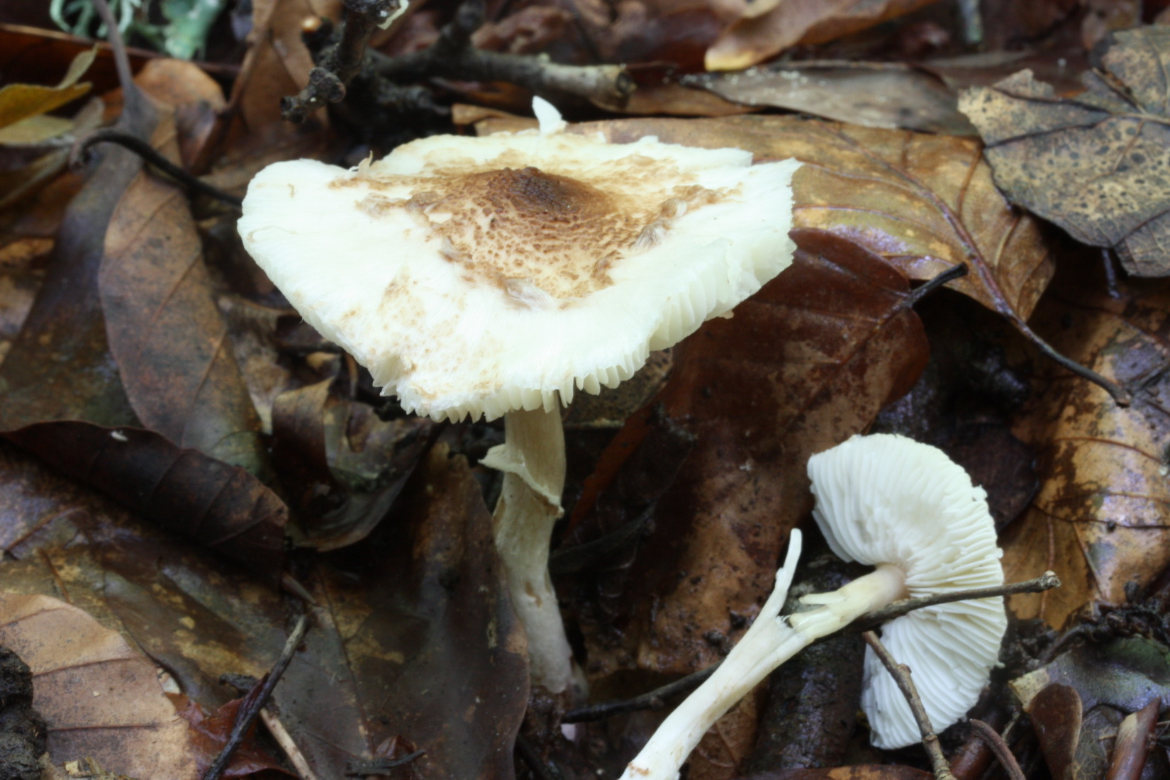 Lepiota subgracilis