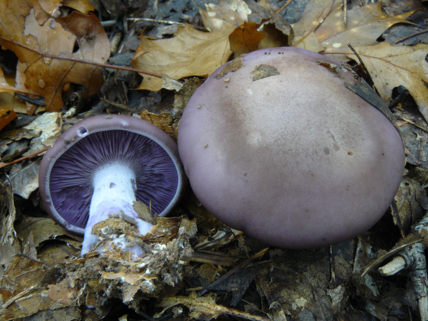 Lepista nuda
