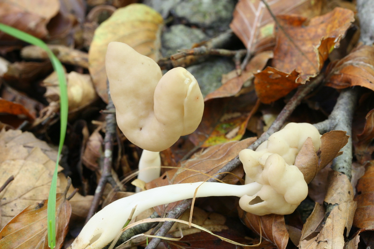 Helvella elastica