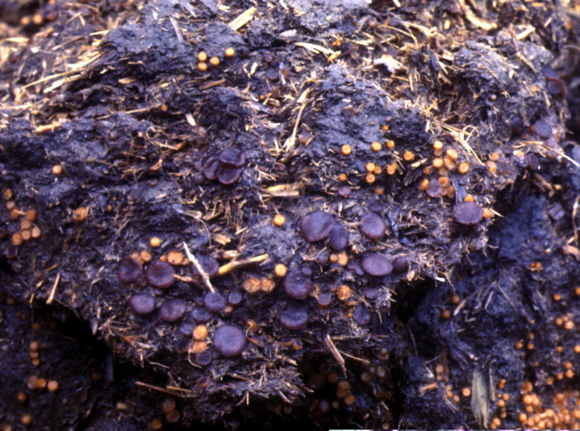 Ascobolus furfuraceus
