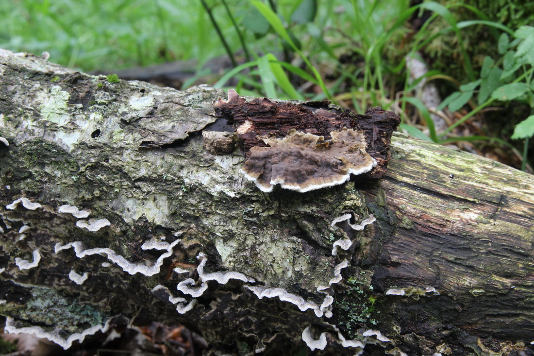 Porostereum spadiceum