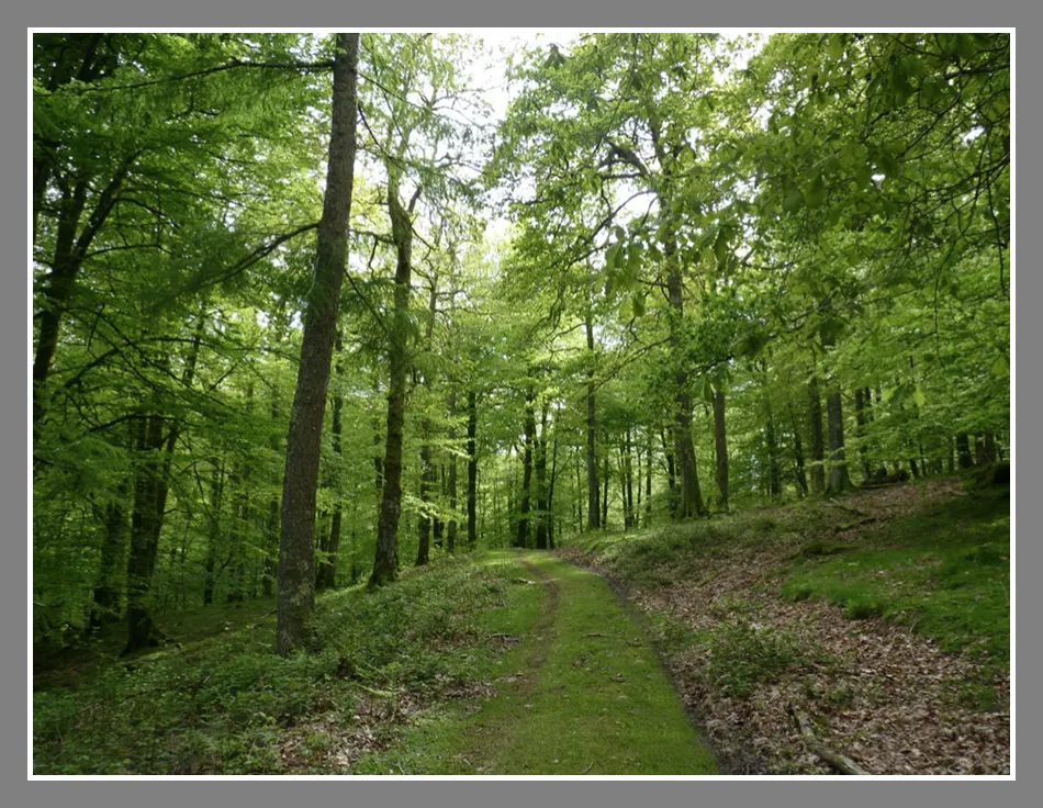 Parque forestal Izaieta