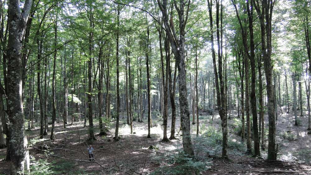 Paseo micológico otoñal por los hayedos de Erbiti (Basaburua)
