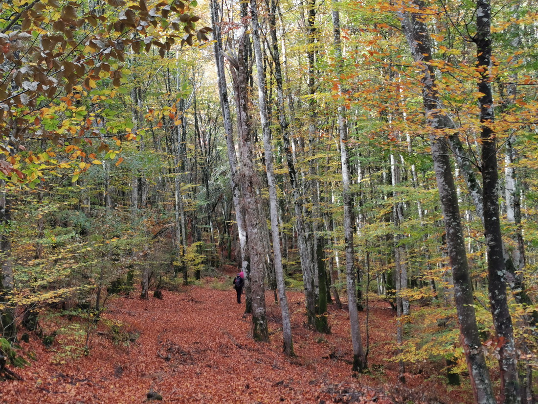 Paseo micológico otoñal por los hayedos de Guelbenzu (Odieta)