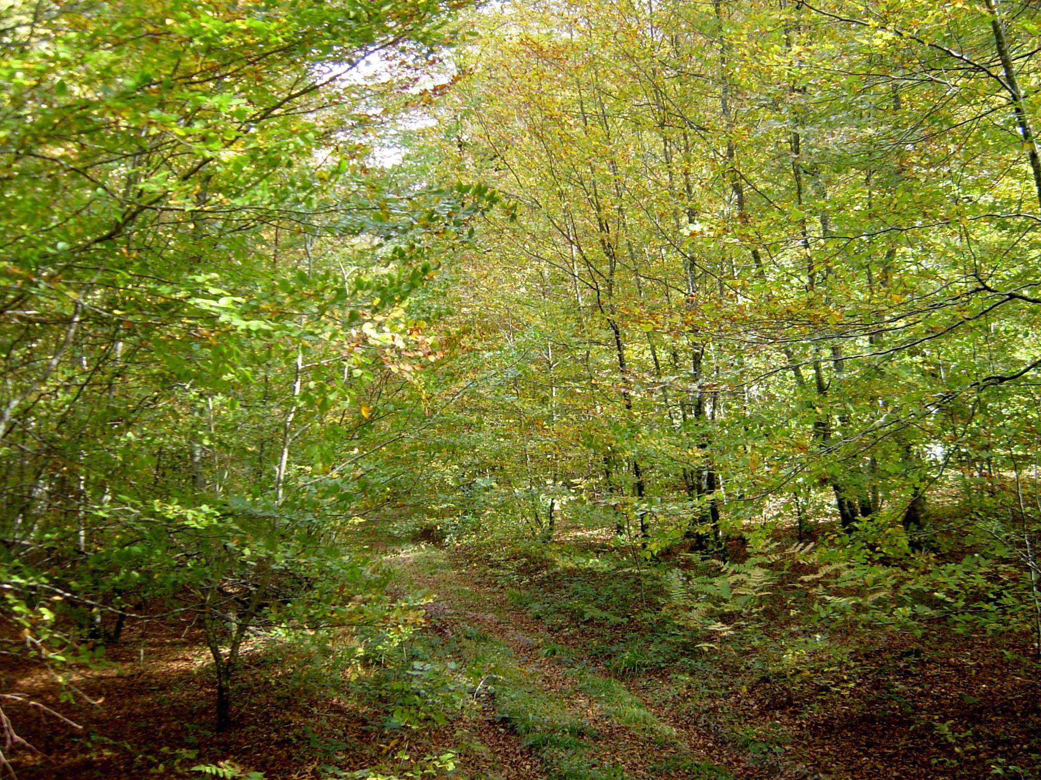 Paseo micológico otoñal por el Valle de Eraso (Odieta)