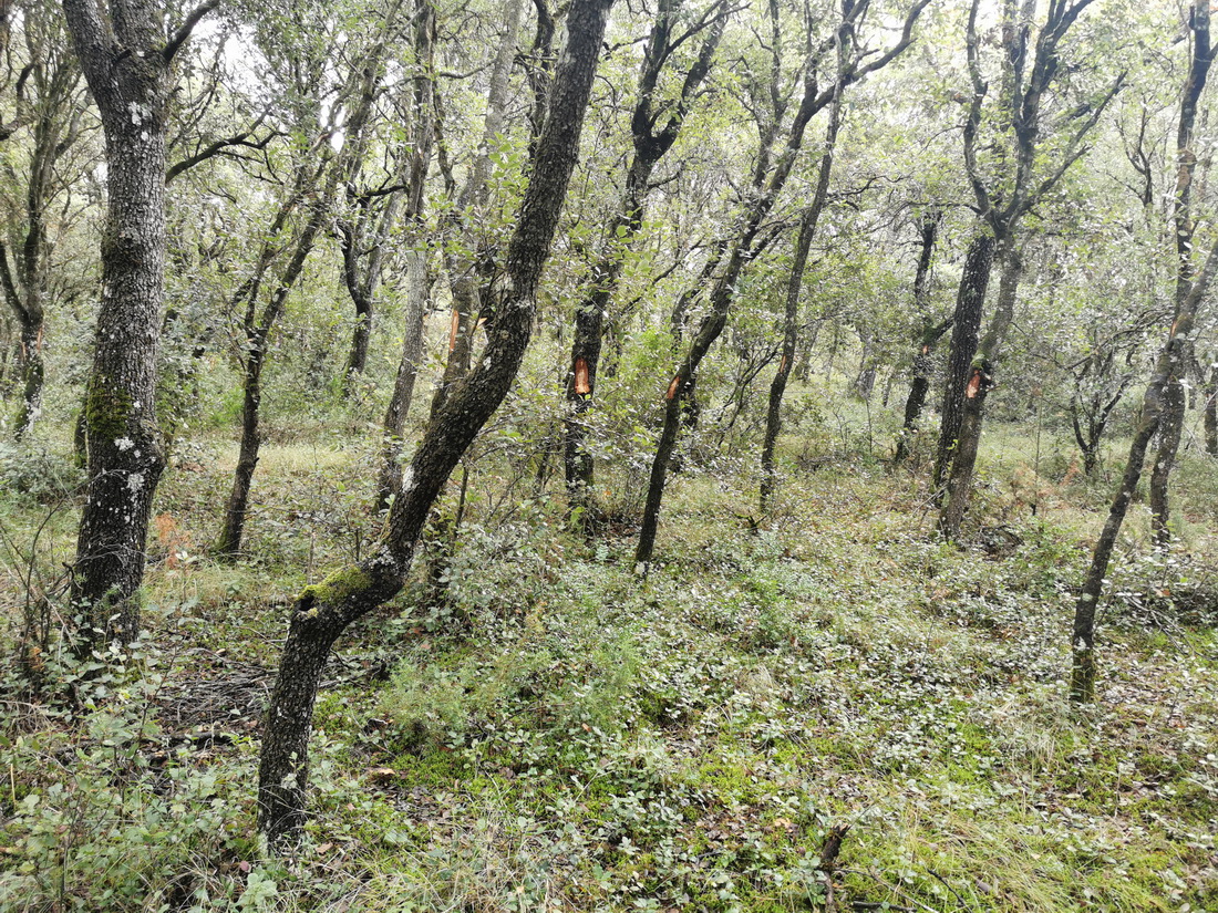 Paseo micológico otoñal por los carrascales de Igúzquiza