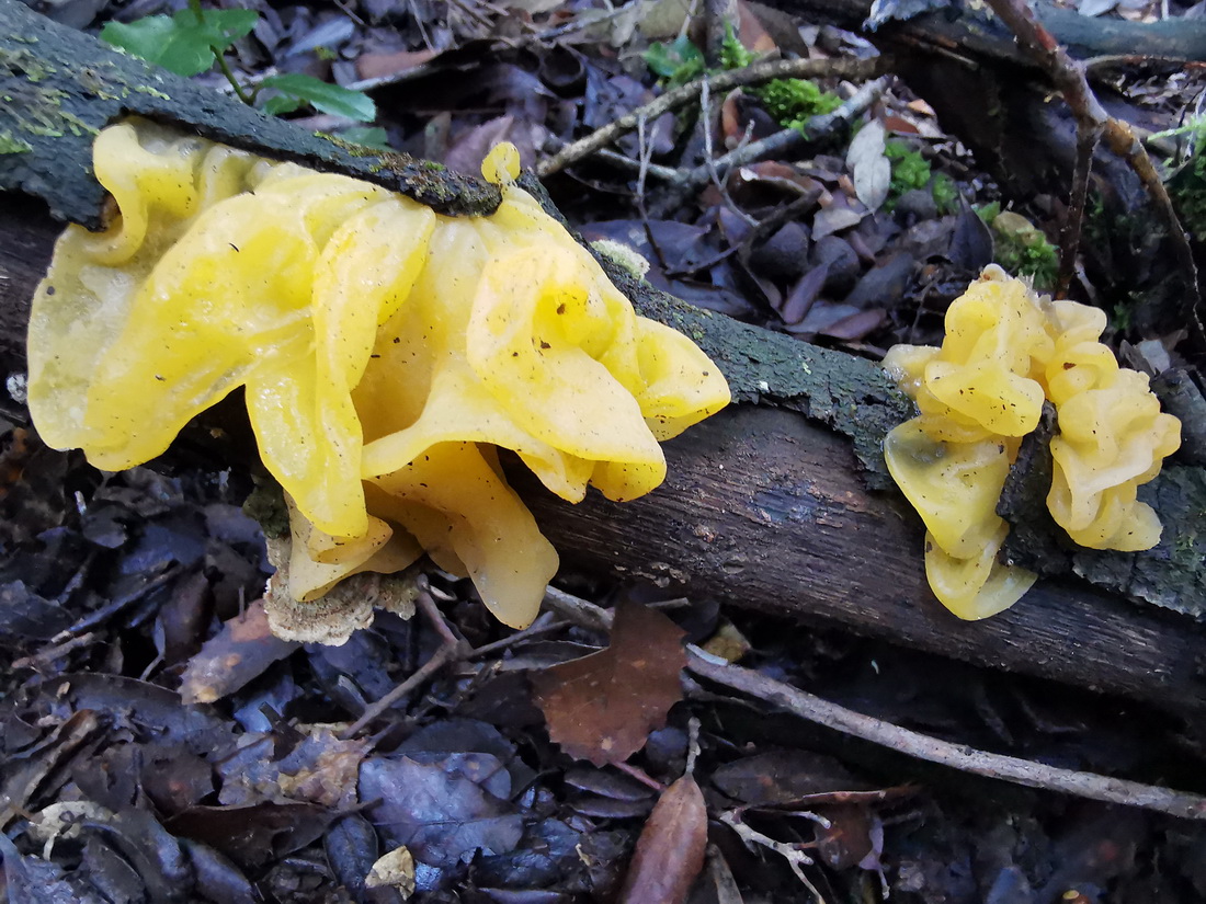 Foto