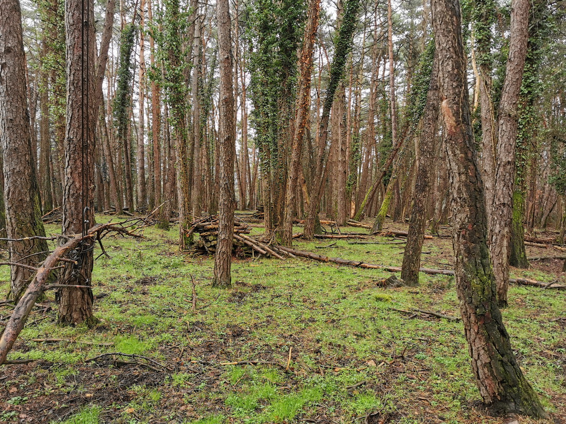 Paseo micológico invernal por los pinares de Zandio (Olaibar) 