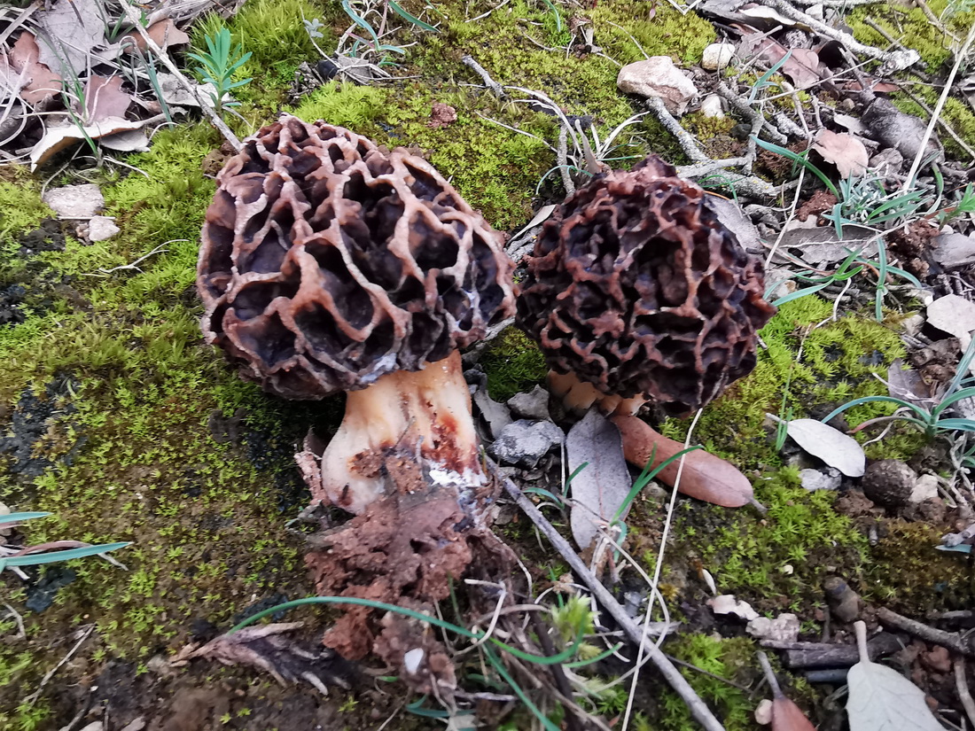 Foto