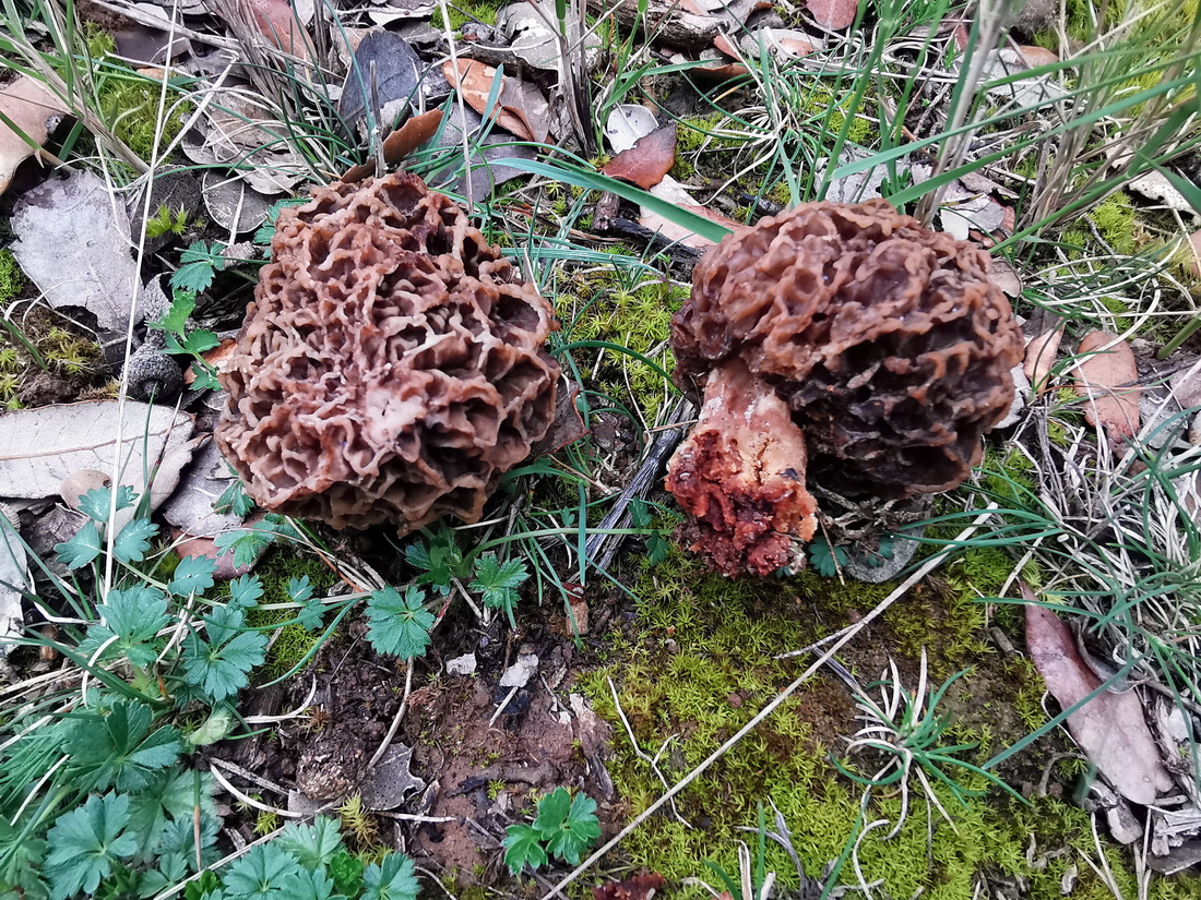 Foto