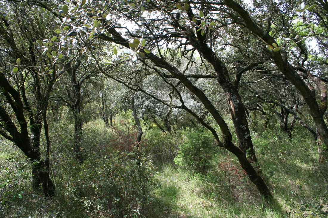 Paseo micológico primaveral por los carrascales de Unzué (Valdorba)