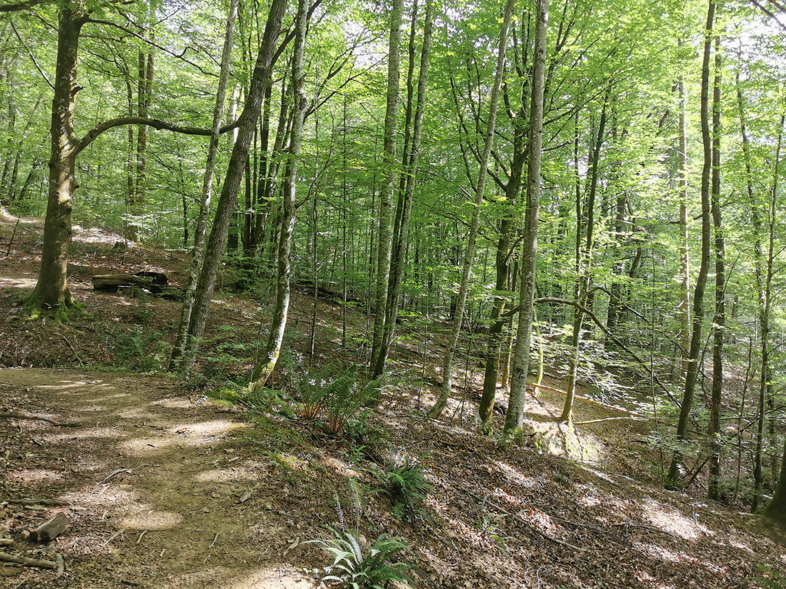 Paseo micológico estival por el barranco del Suspiro en el Señorío de Bértiz (Oronoz-Mugaire)