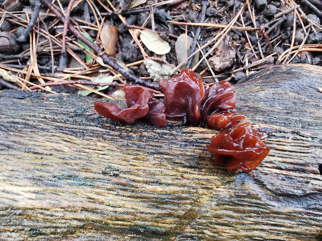 Foto