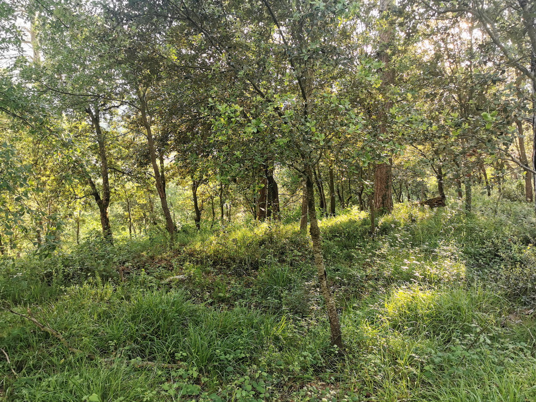 Imagen de la ruta Paseo micológico primaveral por los carrascales del monte Ezcaba