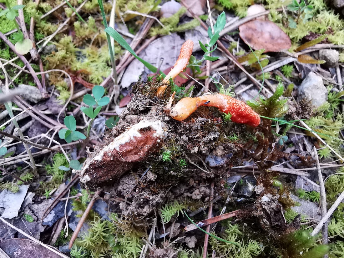 Foto
