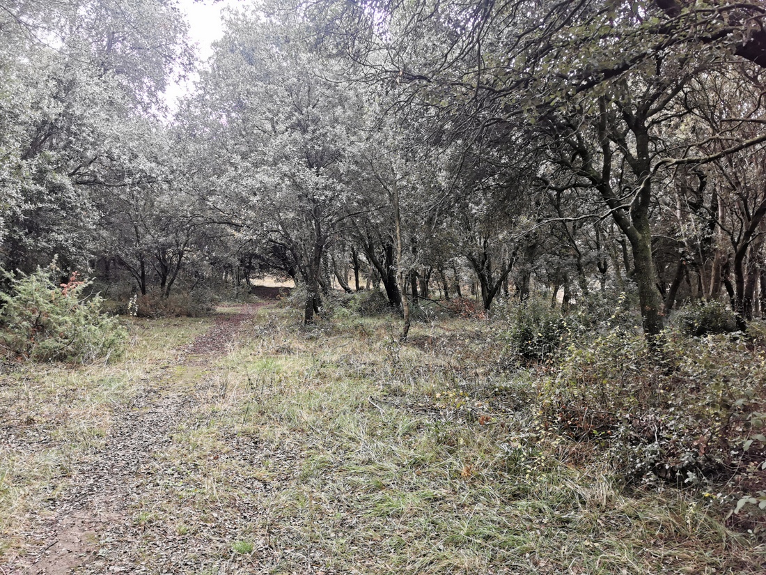 Paseo micológico invernal por los encinares de Igúzquiza