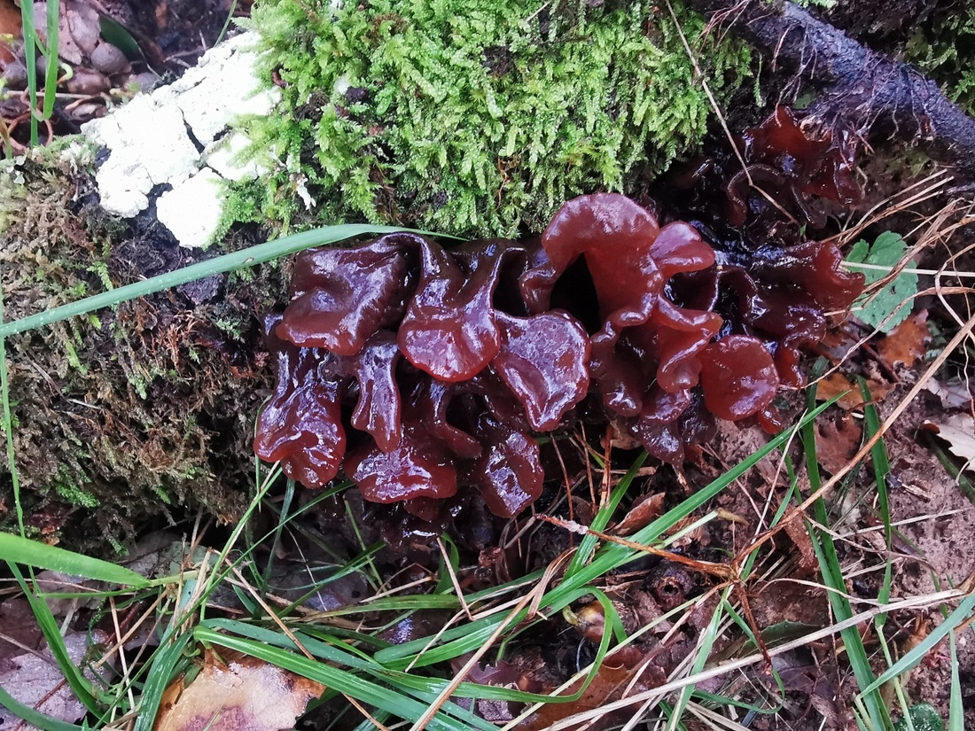 Foto